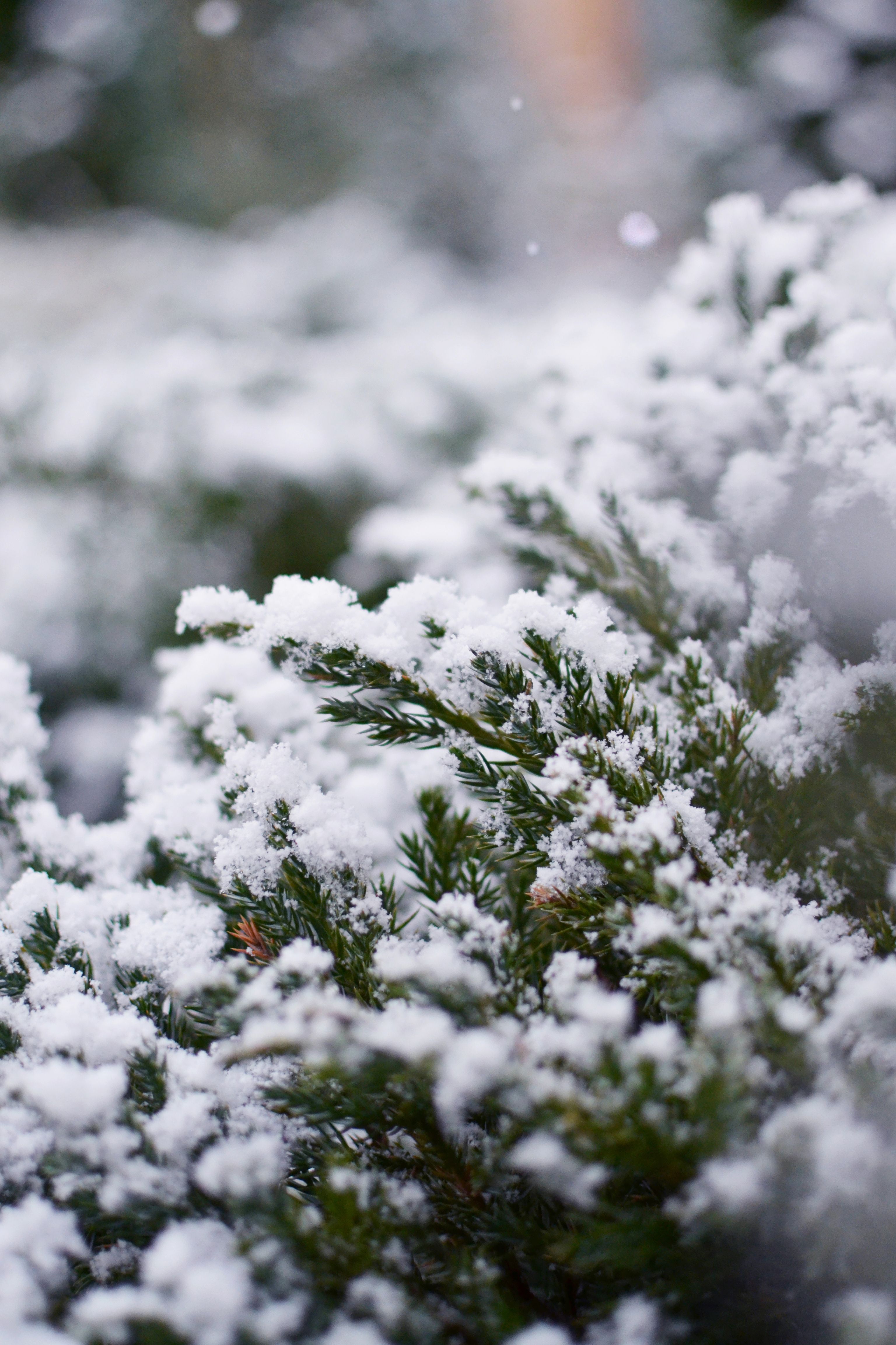 Green Pine Tree Covered With Snow · Free Stock Photo