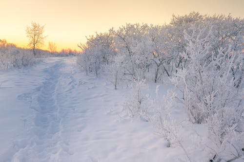 Photos gratuites de arbres, chemin, couvert de neige
