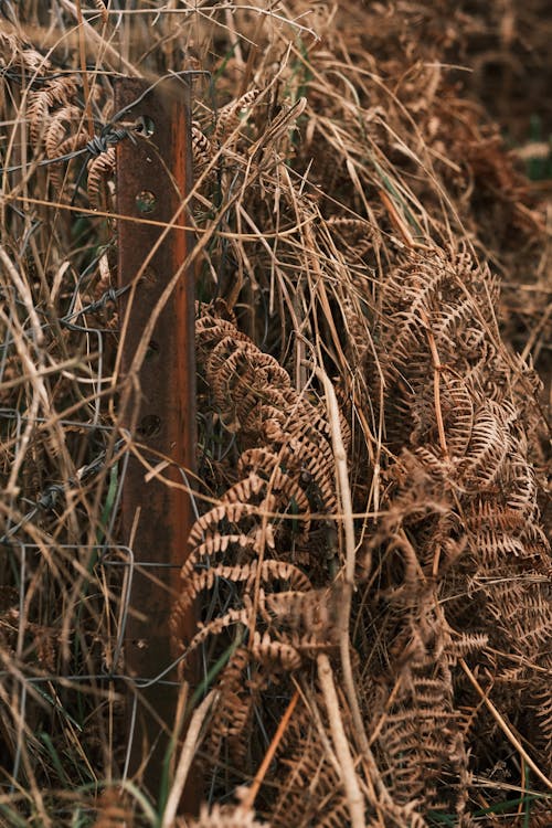 Free Dried Fern Leaves  Stock Photo