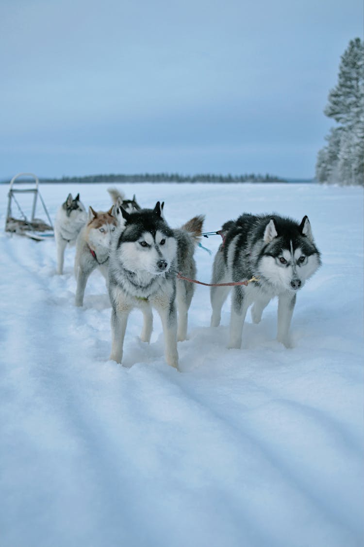 Huskies Leading Sled In Snow