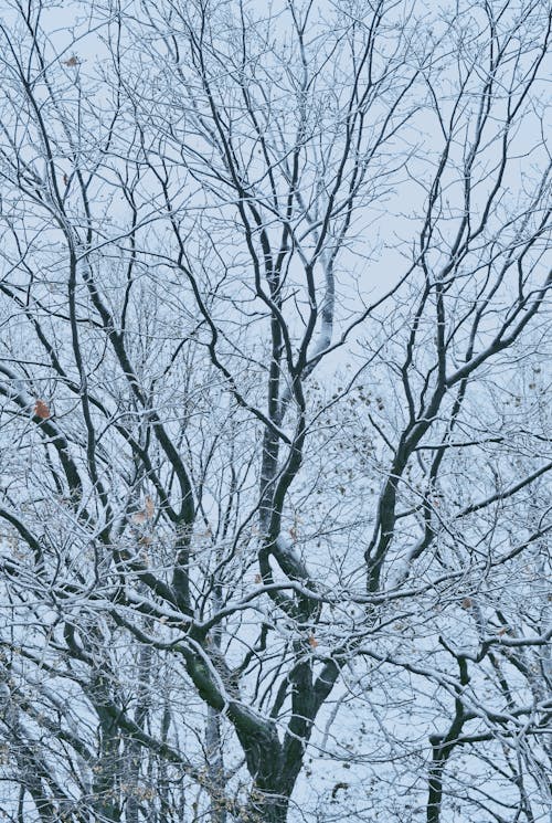 Leafless Tree Covered in Snow