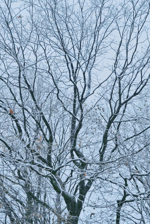 Free A serene winter scene of snow-covered leafless trees against a pale sky, capturing nature's tranquility. Stock Photo