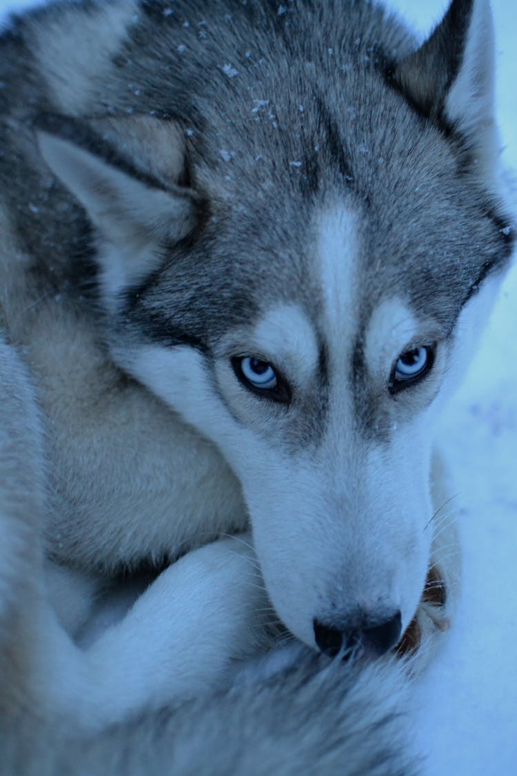 Husky Curled Up In Snow