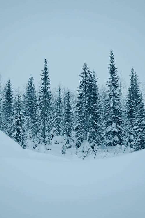 Gratis lagerfoto af frossen, høj, lodret skud