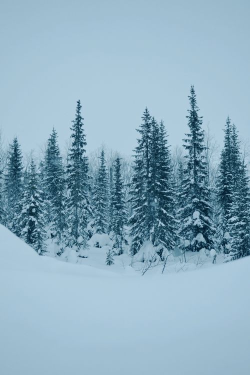 Free Majestic snow-covered pine trees in a serene winter forest landscape. Stock Photo