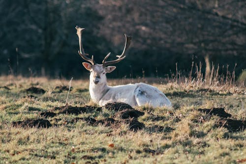 White Deer lying on Grass