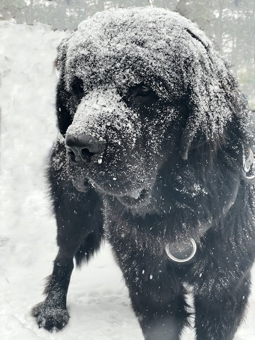 Free stock photo of arctic, big dog, black fur