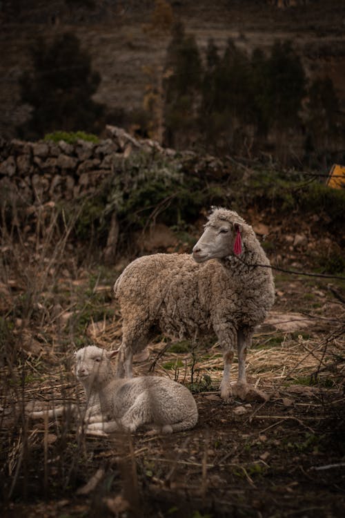 Sheep beside a Lamb 