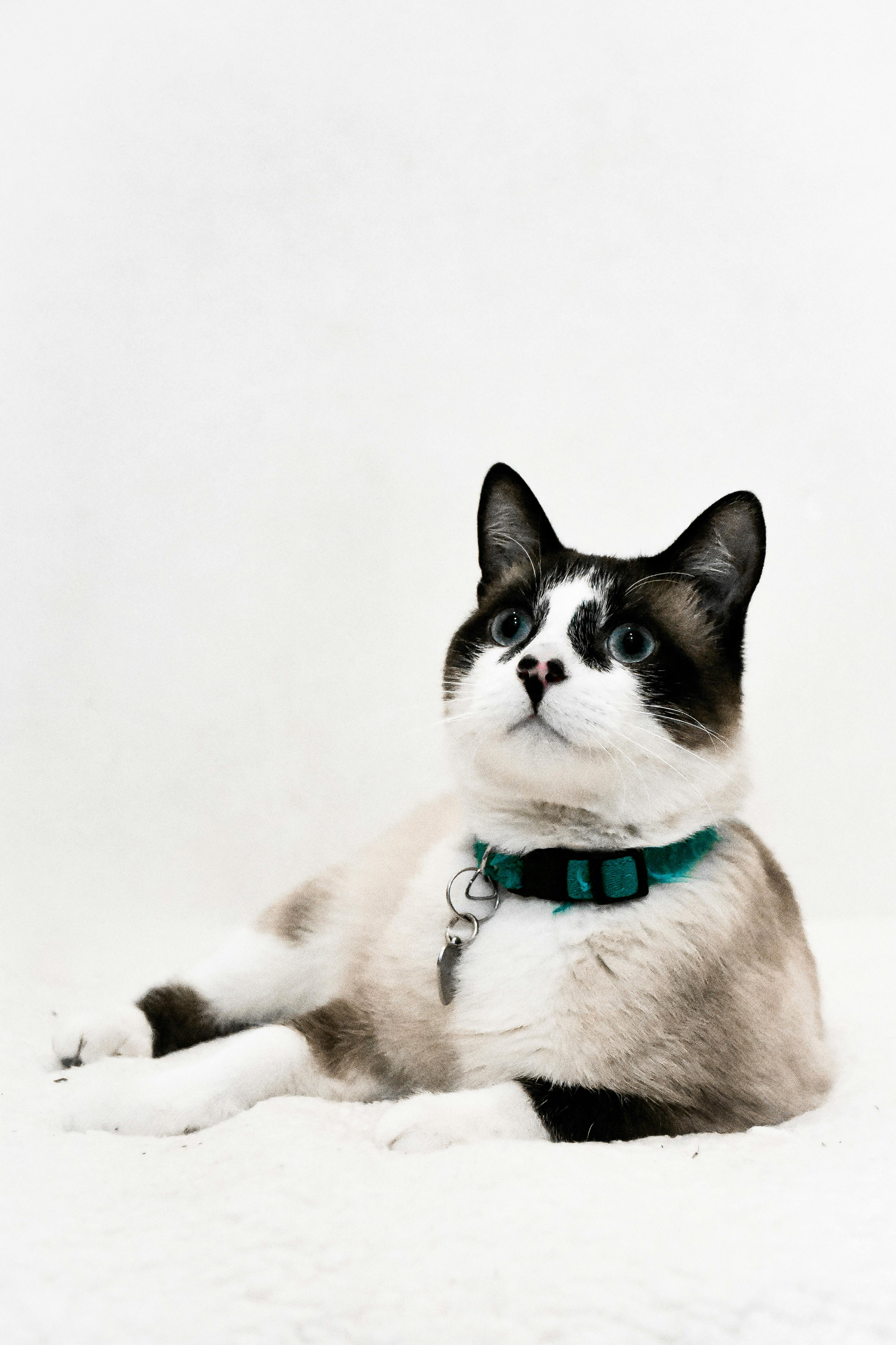 Snowshoe
