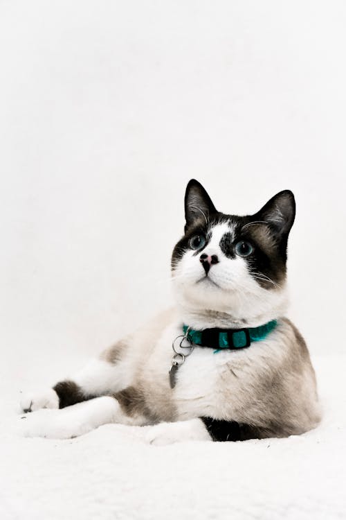 Безкоштовне стокове фото на тему «домашня кішка, домашня тварина, кіт на снігоступах» стокове фото