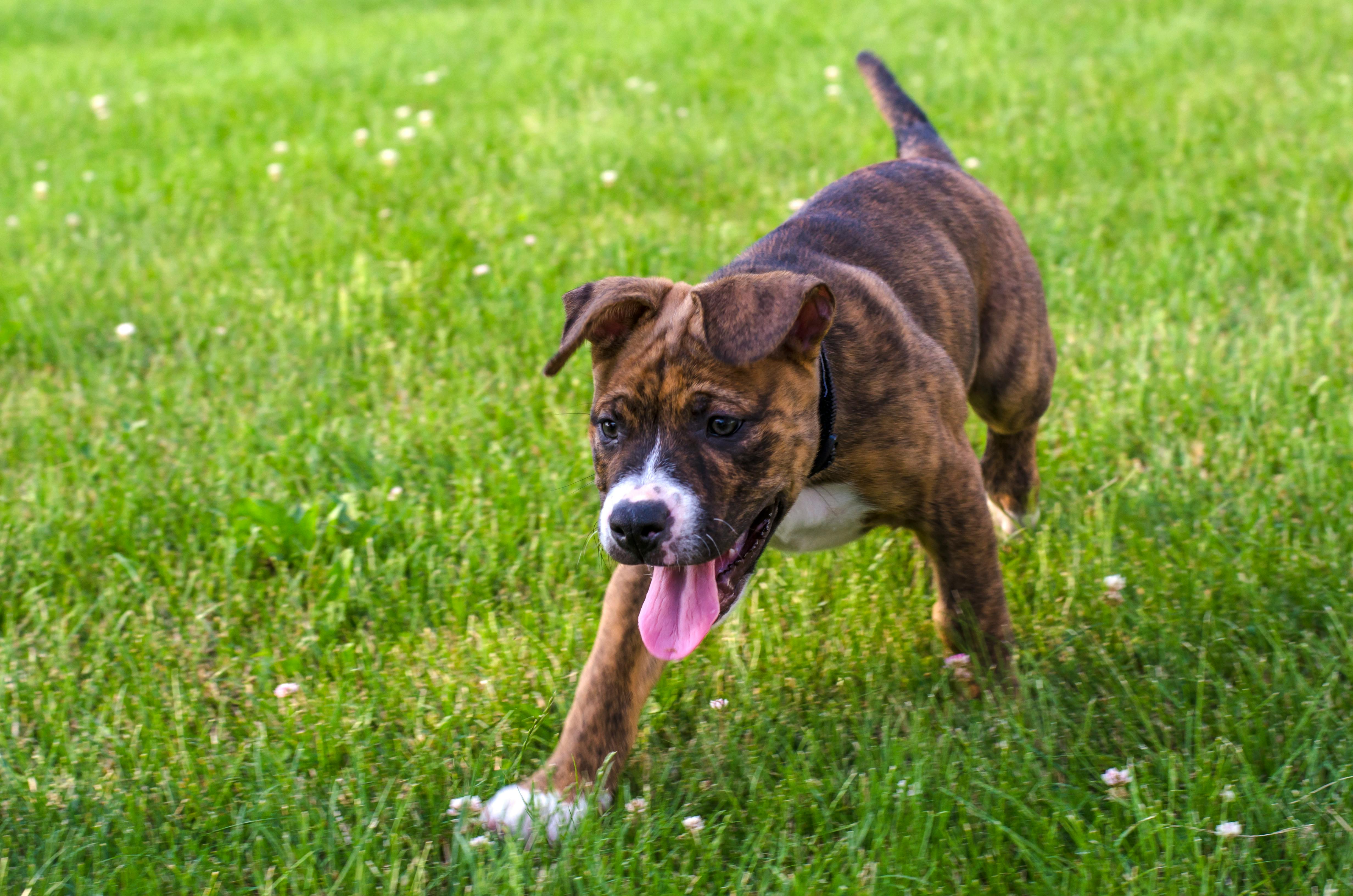 Staffordshire Bull Terrier Dog on Grass