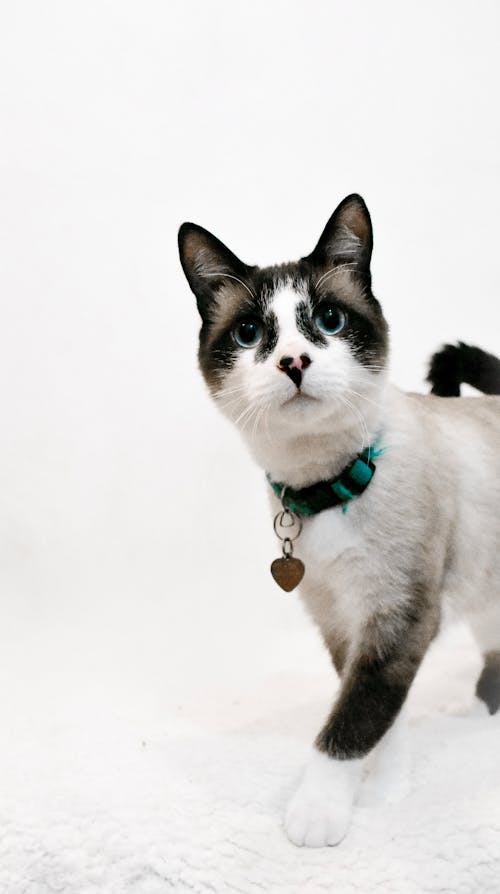 Soft Focus Photo of a Snowshoe Cat