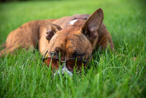 Darmowe zdjęcie z galerii z pies, pies w okularach, pies w okularach przeciwsłonecznych