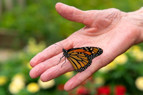A Monarch Butterfly on a Person's Hand