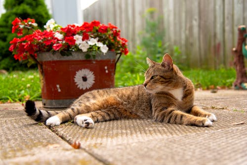 A Cat Lying on the Floor Near Potted Flowers