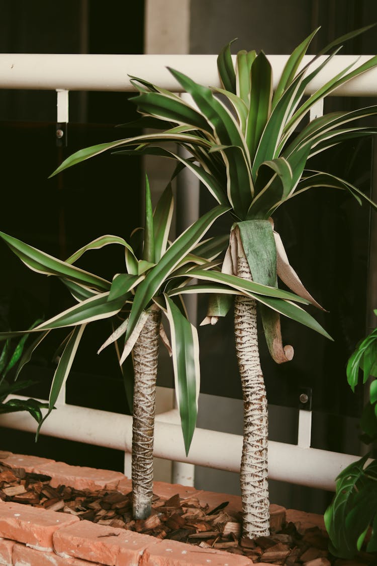 Green Plant On Planter Box