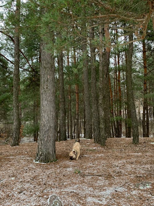 A Dog in the Woods