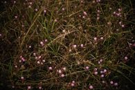Pink Flowers on Green and Brown Grass
