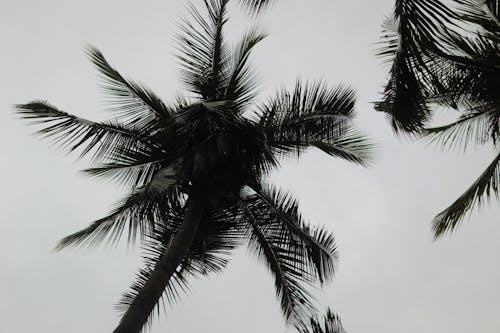 Free Green Palm Tree Under White Sky Stock Photo