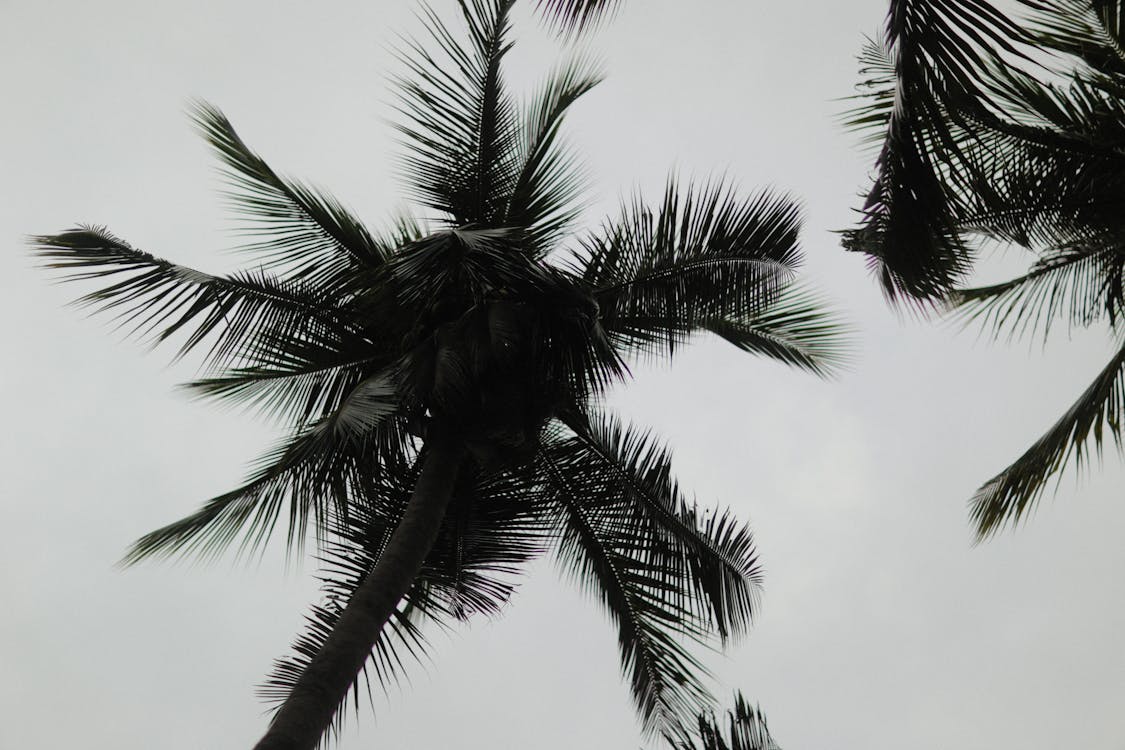 Gratis lagerfoto af hvid himmel, kokostræ, lavvinkelskud