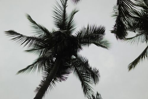 Free Captivating view of a lush palm tree against a white sky, showcasing tropical vibes. Stock Photo
