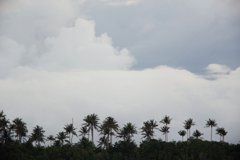 Silhouetted palm trees under a cloudy sky create a serene landscape view.