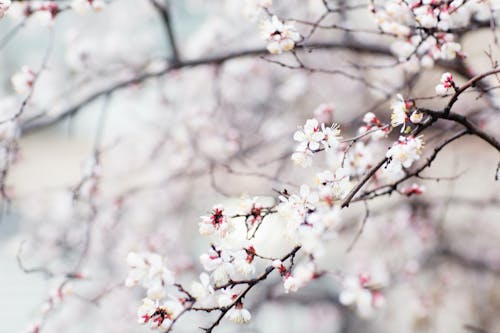 White Cherry Blossoms in Branches