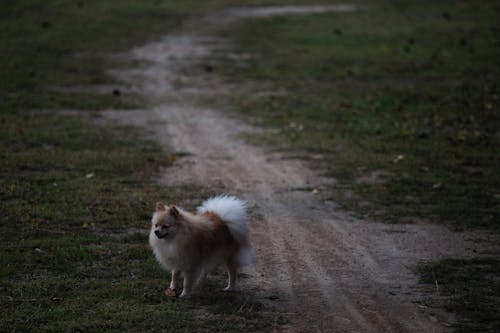 Brown and White Pomeranian on the Dirt Road