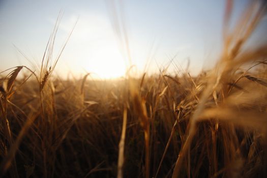 Brown Wheat Field