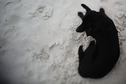 Free Black Short Coated Dog Lying on White Sand Stock Photo