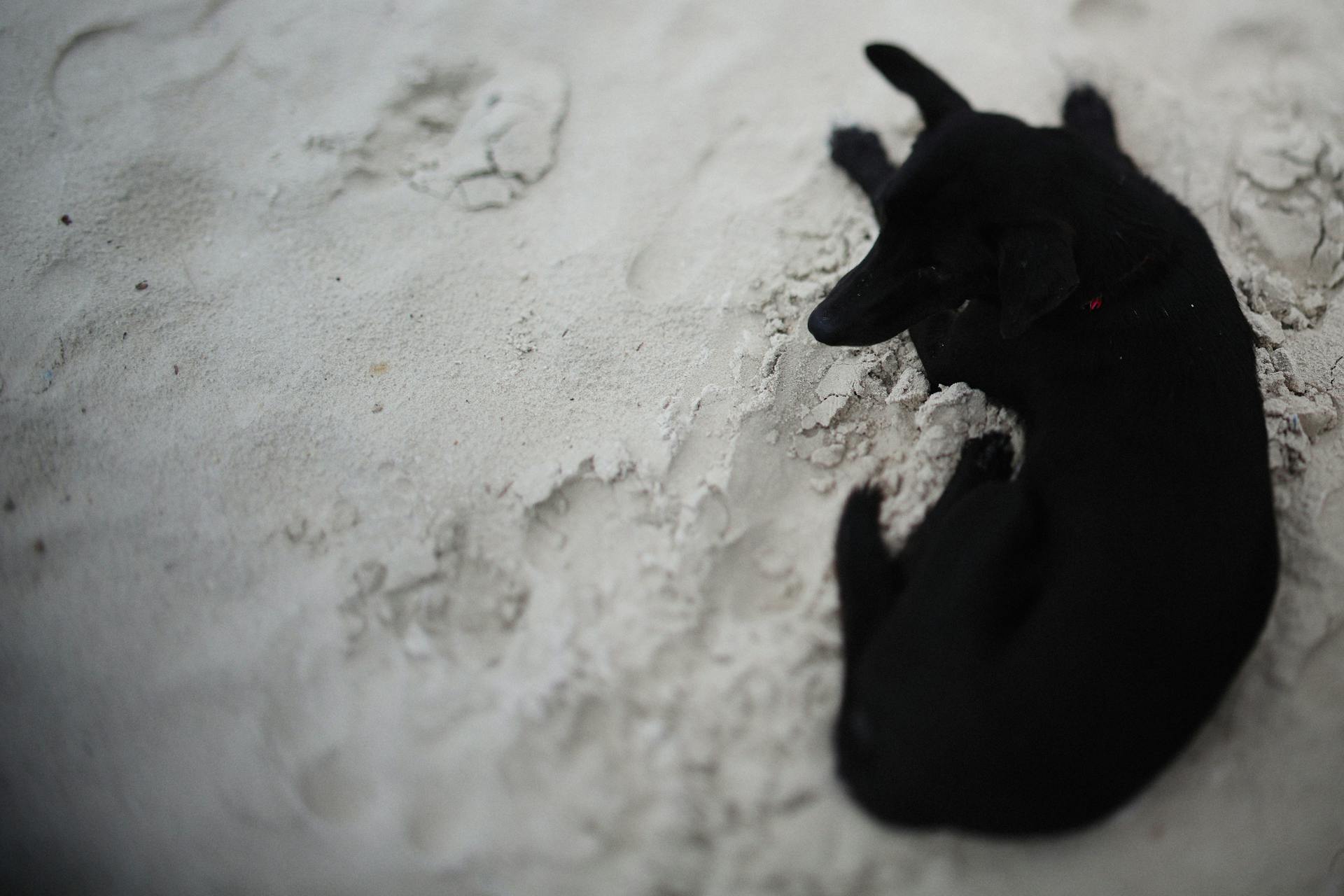 Black Short Coated Dog Lying on White Sand