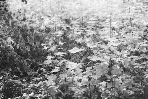 Grayscale Photo of Plants
