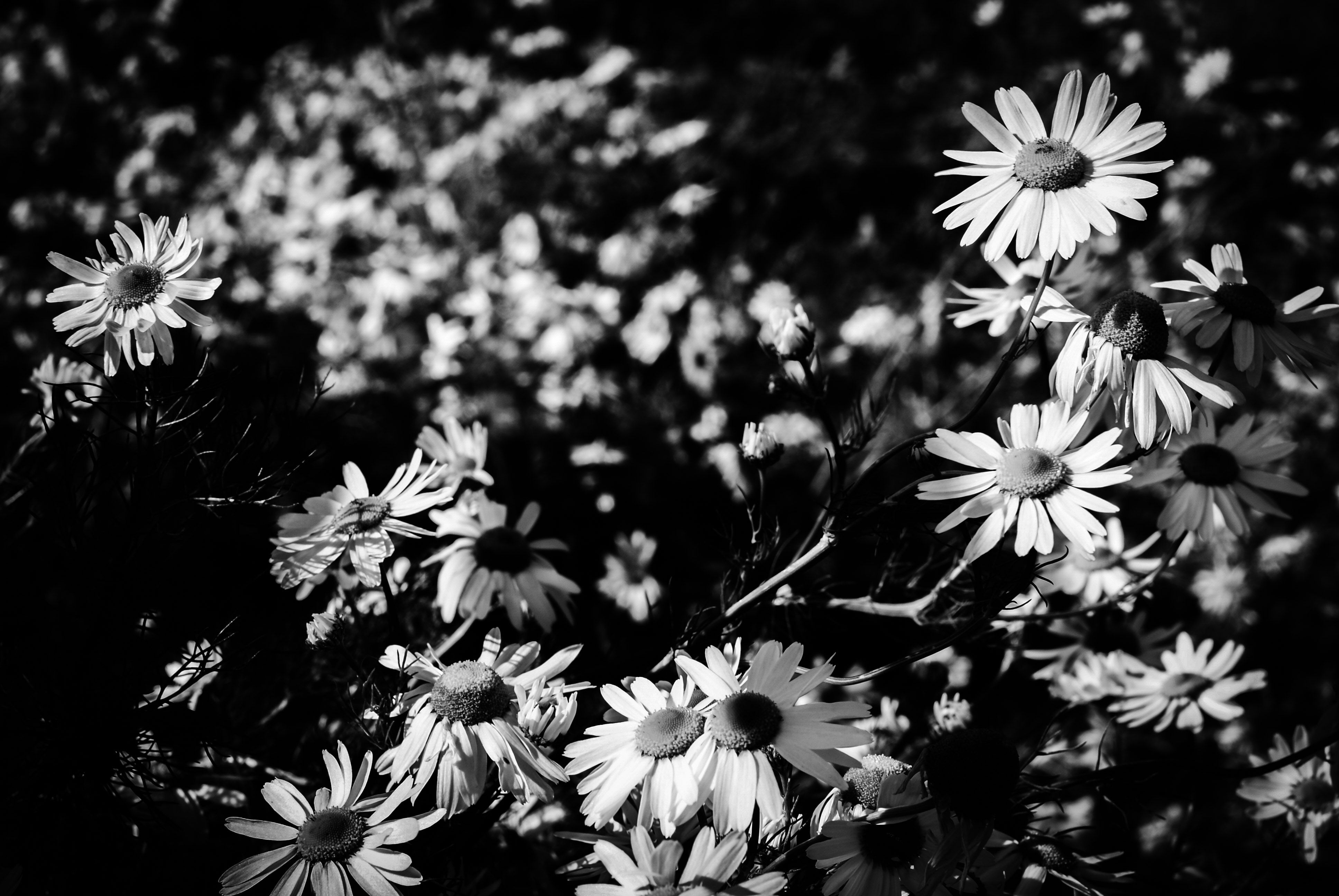 A black-and-white image of daisies showcasing their delicate petals in natural sunlight.