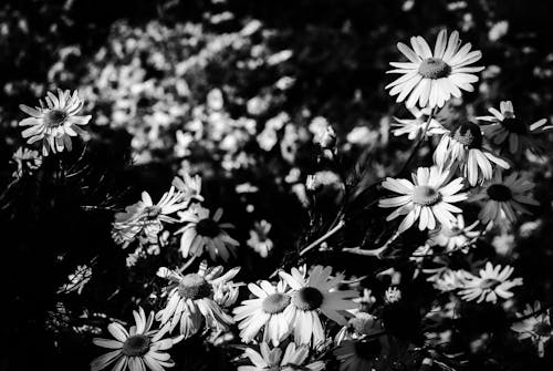Free Gratis stockfoto met bloemblaadjes, bloemen, eenkleurig Stock Photo