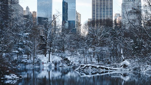 公園, 冬季, 城市 的 免费素材图片