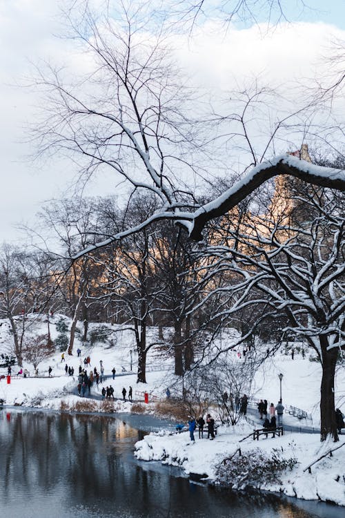 人, 公園, 冬季 的 免费素材图片