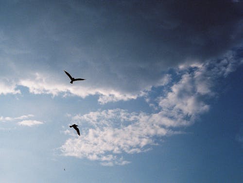 Ilmainen kuvapankkikuva tunnisteilla lentäminen, Linnut, pilvet