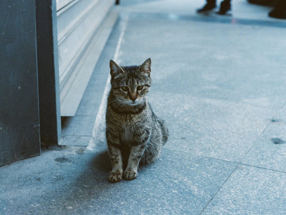 Brown Tabby Cat on Gray Concrete Floor