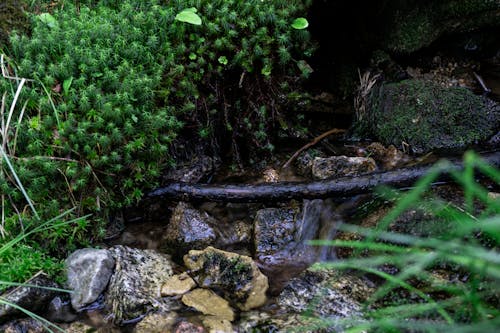 Free stock photo of bush, grass, rock