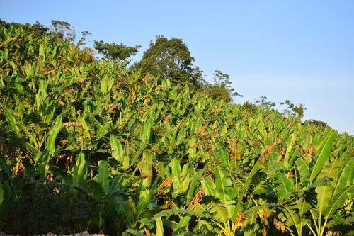 Free stock photo of banana leaves Stock Photo