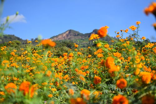 Free stock photo of cempasuchil, dia de los muertos, dia de muertos Stock Photo