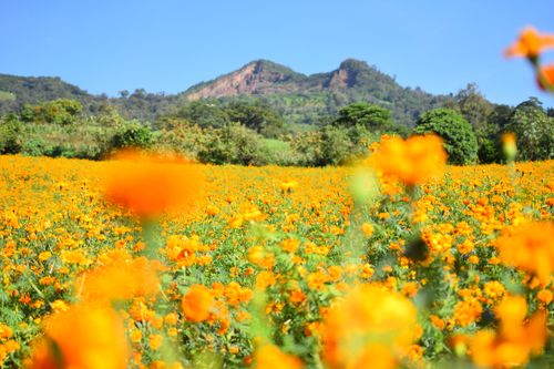 Free stock photo of cempasuchil, dia de los muertos, dia de muertos Stock Photo