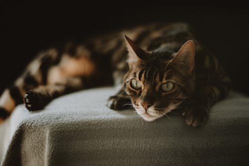 Free Brown Tabby Cat Lying on Gray Textile Stock Photo