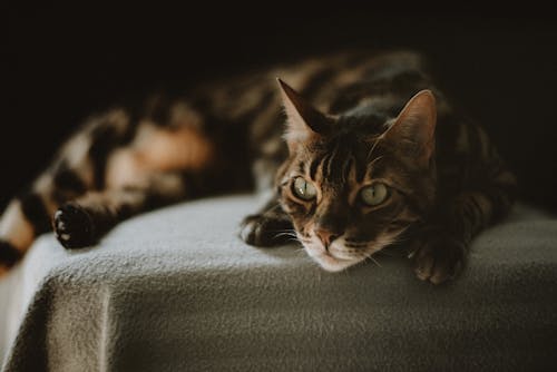 Brown Tabby Cat Lying on Gray Textile