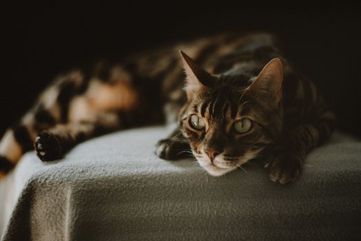 cat photo
