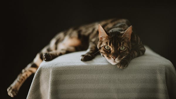 Bengal cat lying on a blanket against a dark background, studio shot.