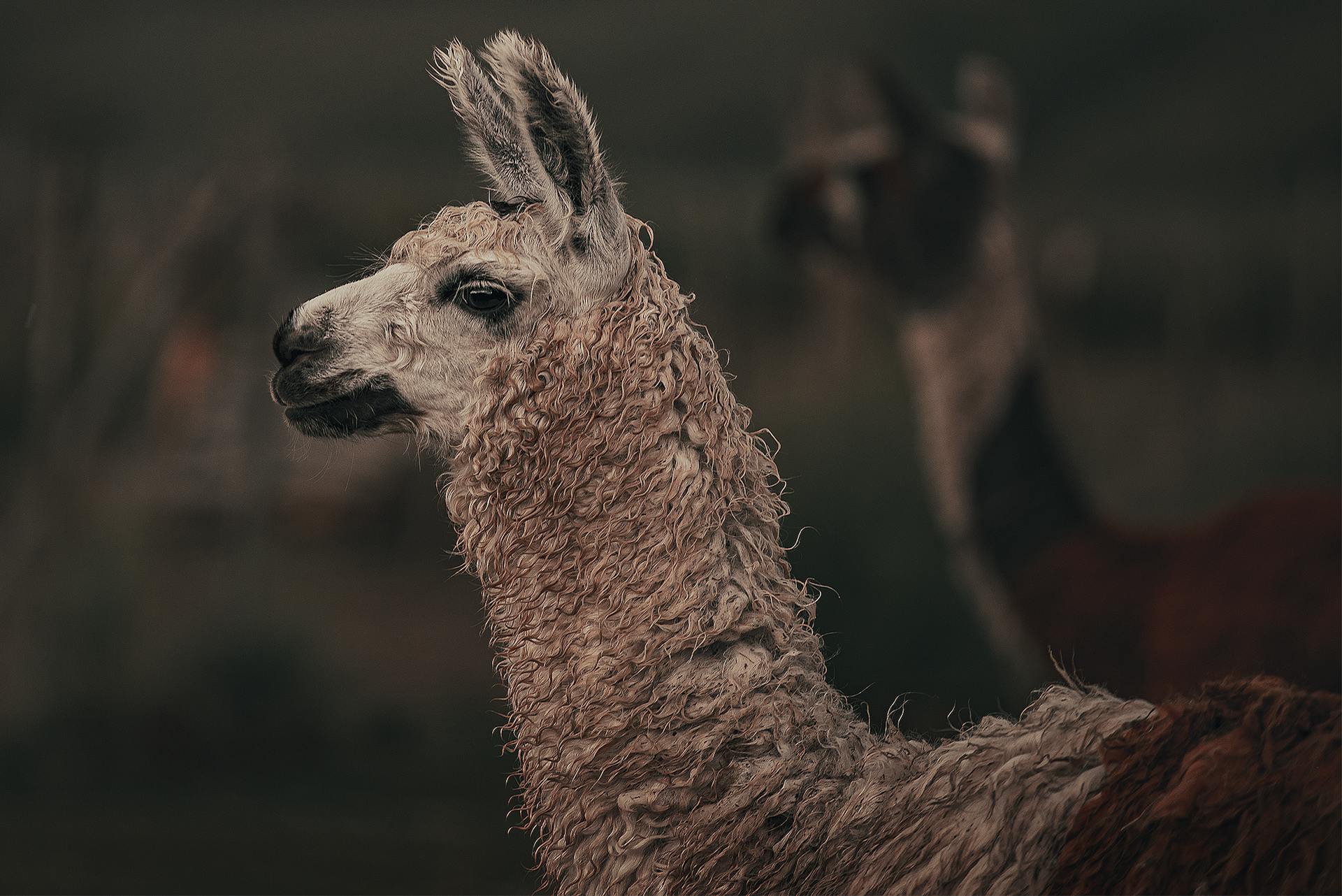 Photo of a Llama