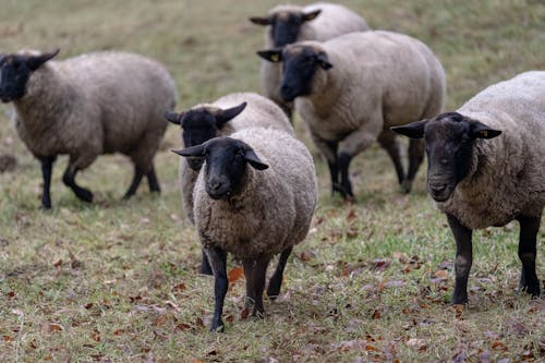 Ingyenes stockfotó állatállomány, állatfotók, csorda témában