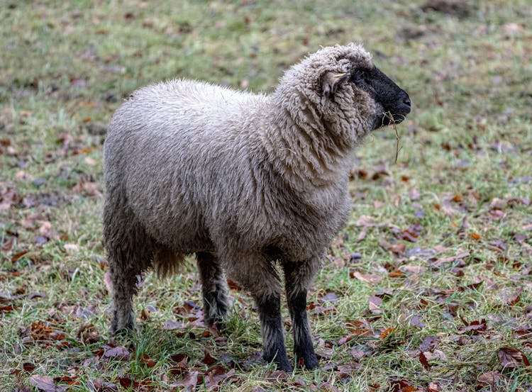 Shropshire Sheep On Grass