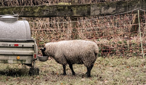 Základová fotografie zdarma na téma hospodářská zvířata, hřiště, ovce